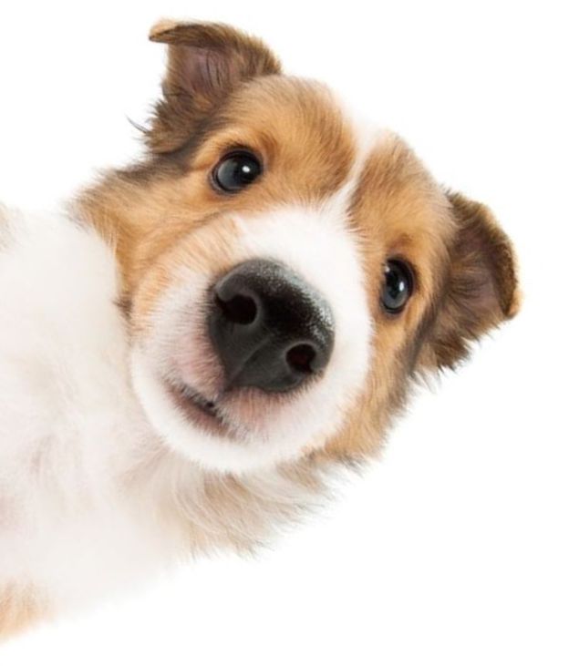 dog1
